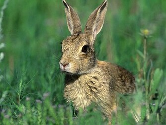 Bunny Wallpaper Rabbits