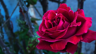 This Cute Rose Brightens Everything Wallpaper