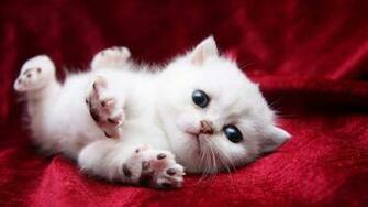 Baby Kittens Wallpaper