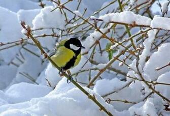 Bird In Snow Wallpaper