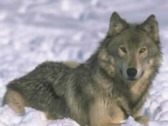 Wolf Wallpaper High Definition Cool Nature