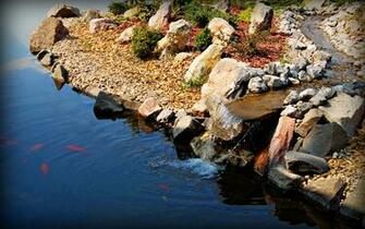 Fish Pond Wallpaper