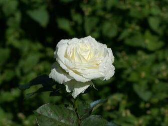 White Roses Background Image