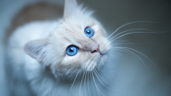 Cat Muzzle 4k HD Wallpaper Image Photos And