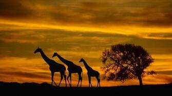 Best Desktop Background Savannah