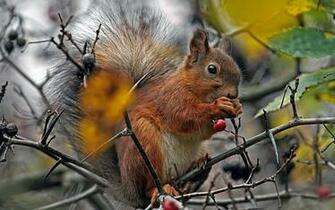 Squirrel Computer Wallpaper Desktop Background Id