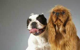 Funny Dogs Wallpaper And Image Pictures Photos