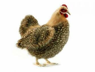 Wallpaper Hen With Chicks Hens