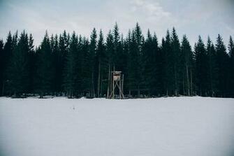 A Watchtower On The Edge Of Wooded Forest Treeline In