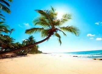 Beautiful Wallpaper For Desktop Palm Tree HD