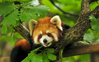 Cute Red Panda Wallpaper