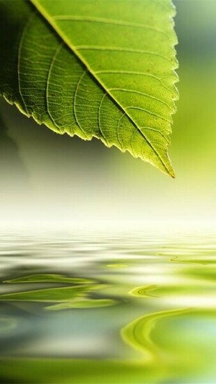Nature Green Wallpaper For iPhone HD