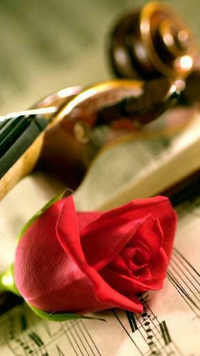 Rose For Nokia Lumia Wallpaper Android