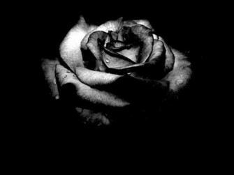 Black And White Flowers