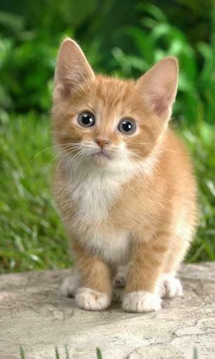 Bigger Cats Live Wallpaper For Android Screenshot