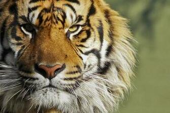 Image About Tiger Wallpaper