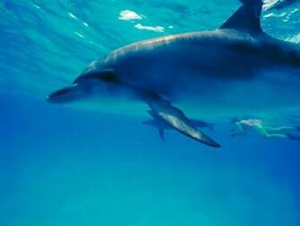 Scuba Diving Wallpaper HD Background Image Pictures