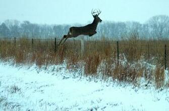 Whitetail Deer Desktop Background