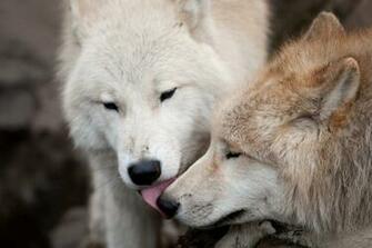 Back To Wolf Facts And Information Wallpaper HD Next Image