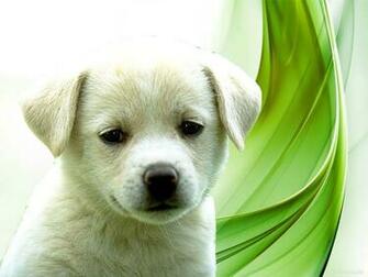 Puppies Wallpaper Display Cute