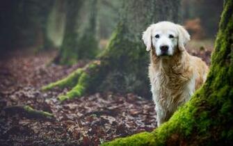 Labrador Retriever Computer Wallpaper Desktop Background