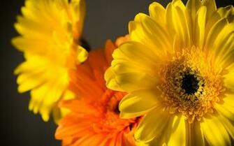 Beautiful Yellow Roses Meaning Amazing Of Texas Flowers For