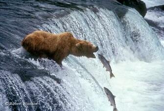 Bear Wallpaper HD Pictures One Background