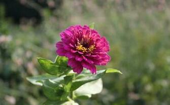 Labels Flowers Pictures Wallpaper Zinnia
