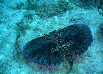 Exotic Flying Gurnard Underwater Wallpaper