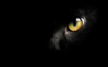 Black Cat Wallpaper High Quality