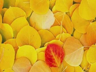 High Definition Wallpaper Photo Mac Html