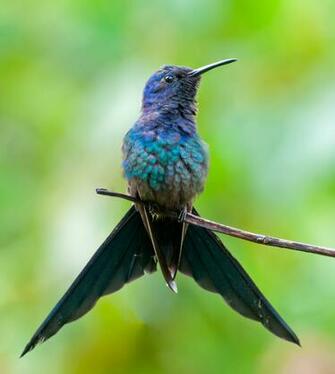 Swallow Tailed Hummingbird Photos And Wallpaper