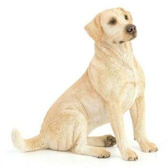 Golden Retriever Dog Wallpaper HD
