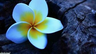 Plumeria Flowers Wallpaper HD Desktop And Mobile