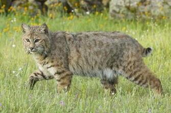 Bobcat Wallpaper Background
