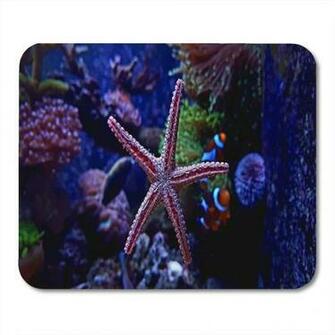Amazon Semtomn Gaming Mouse Pad Underwater Colorful Seastar