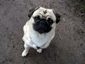 Brown And Black Pug Puppy Image