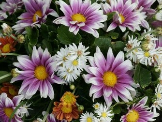 Daisy Flower Wallpaper