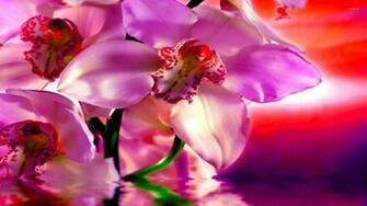 Pink Orchids Wallpaper Flower