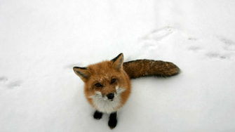 Fox Computer Wallpaper Desktop Background Id
