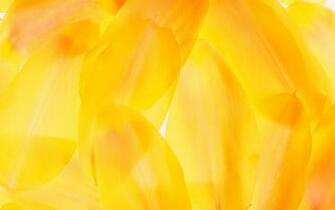 Yellow Wallpaper Colors