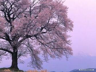 Wallpaper Nature Season Spring