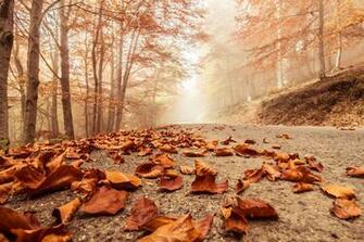 4k Wallpaper Landscapes Macro Trees Nature Autumn Forest