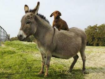 Donkey Wallpaper Fun Animals Wiki Videos Pictures