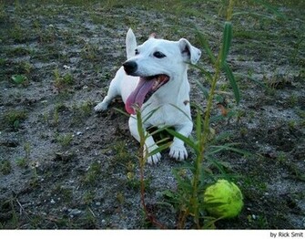 Jack Russell Terrier Welpen Picture