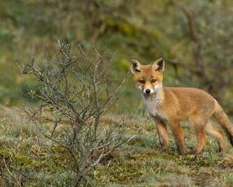 Baby Fox Pixel Popular HD Wallpaper Iwallscreen