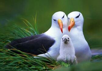 Wallpaper Bird