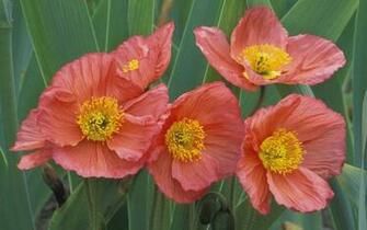 The Brick Red Poppies Macro Flowers Wallpaper Flower