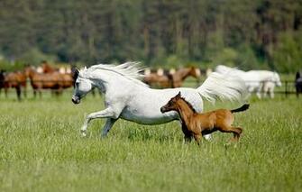 Spring Field Grass Summer Horses Wallpaper Photos Pictures
