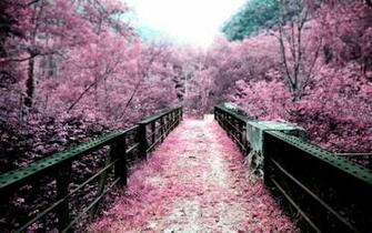 Cherry Blossoms Flowers Bridges Pink Wallpaper
